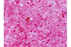 Anti-EDG3 / S1P3 antibody IHC of human liver. (S1PR3 antibody  (AA 201-250))