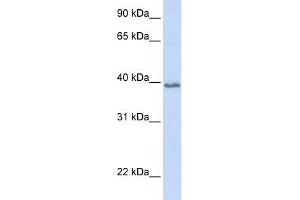 WB Suggested Anti-TSPAN10 Antibody Titration:  0. (TSPAN10 antibody  (N-Term))