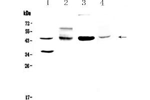 Western blot analysis of CD200/OX2 using anti-CD200/OX2 antibody . (CD200 antibody  (AA 31-231))