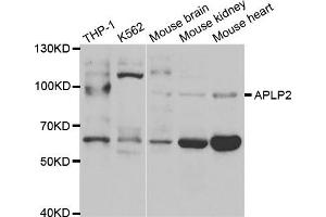 Western Blotting (WB) image for anti-Amyloid beta (A4) Precursor-Like Protein 2 (APLP2) antibody (ABIN1876643) (APLP2 antibody)