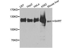 Western blot analysis of extracts of various cell lines, using GART antibody. (GART antibody  (AA 1-320))