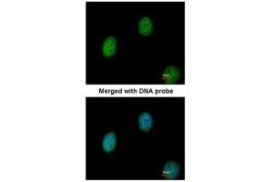 ICC/IF Image Immunofluorescence analysis of paraformaldehyde-fixed HeLa, using C1orf165, antibody at 1:200 dilution. (BEND5 antibody)