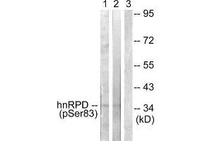 Western Blotting (WB) image for anti-Heterogeneous Nuclear Ribonucleoprotein D (HNRNPD) (pSer83) antibody (ABIN1847381) (HNRNPD/AUF1 antibody  (pSer83))