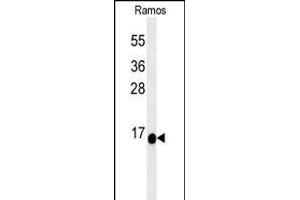 C1orf186 Antibody (C-term) (ABIN652144 and ABIN2840564) western blot analysis in Ramos cell line lysates (35 μg/lane). (C1orf186 antibody  (C-Term))