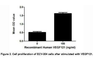 VEGF121 Protein (AA 28-147) (His tag)