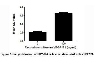 VEGFA (Vascular endothelial growth factor A) is a growth factor and can be cleaved into several isoforms, including VEGF121. (VEGF121 Protein (AA 28-147) (His tag))