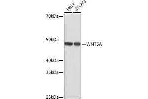 Western blot analysis of extracts of various cell lines, using WNT5A antibody (ABIN7271378) at 1:1000 dilution.