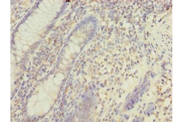 MFAP3L antibody  (AA 29-102)