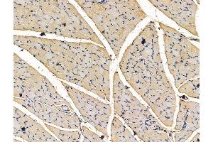 ABIN7096337 and ABIN7100399 at 1/100 staining mouse ovarian tissue by IHC-P.
