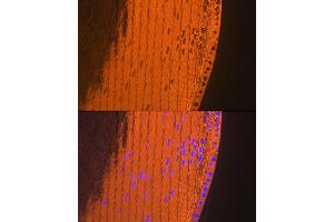Immunofluorescence analysis of mouse eye using CRYAA Rabbit mAb (ABIN7266527) at dilution of 1:100 (40x lens). (CRYAA antibody)