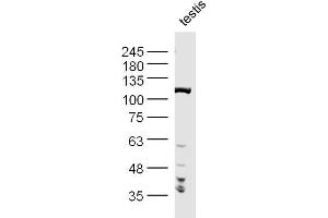 Mouse Testis lysates probed with PPP1R10 Polyclonal Antibody, Unconjugated  at 1:300 dilution and 4˚C overnight incubation. (PPP1R10 antibody  (AA 151-250))