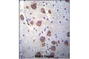 RGS7 Antibody (C-term) (ABIN655954 and ABIN2845340) immunohistochemistry analysis in formalin fixed and paraffin embedded human brain tissue followed by peroxidase conjugation of the secondary antibody and DAB staining. (RGS7 antibody  (C-Term))