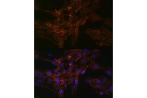 Immunofluorescence (IF) image for anti-Sodium Potassium ATPase, alpha1 (ATP1A1) antibody (ABIN7270390)