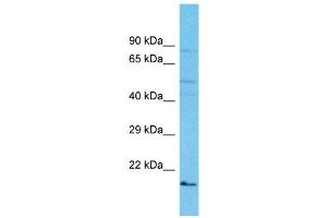 Host: Rabbit Target Name: IZUMO2 Sample Type: OVCAR-3 Whole cell lysates Antibody Dilution: 1. (IZUMO2 antibody  (C-Term))