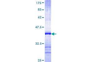 Image no. 1 for Protocadherin beta 14 (PCDHB14) (AA 181-279) protein (GST tag) (ABIN1314208) (PCDHB14 Protein (AA 181-279) (GST tag))