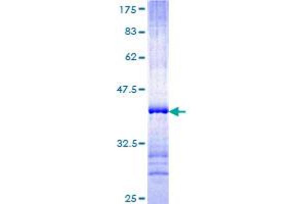 PCDHB14 Protein (AA 181-279) (GST tag)