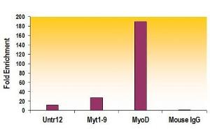 Histone H3K27me2 antibody (mAb) tested by ChIP.