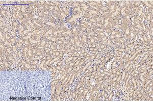 Immunohistochemical analysis of paraffin-embedded mouse kidney tissue. (AMACR antibody)