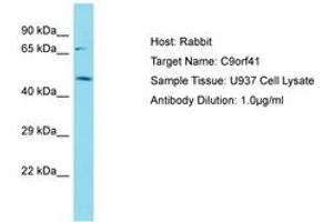 Image no. 1 for anti-Chromosome 9 Open Reading Frame 41 (C9orf41) (AA 142-191) antibody (ABIN6750757) (C9orf41 antibody  (AA 142-191))