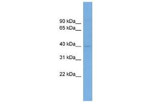 WB Suggested Anti-PPP1R8 Antibody Titration:  0. (PPP1R8 antibody  (N-Term))