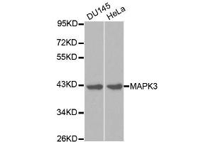Western blot analysis of extracts of various cell lines, using MAPK3 antibody. (ERK1 antibody  (AA 1-100))