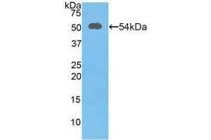 Western blot analysis of recombinant Mouse SLC3A2. (SLC3A2 antibody  (AA 285-522))