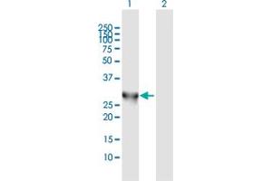 Western Blot analysis of PNMT expression in transfected 293T cell line by PNMT MaxPab polyclonal antibody. (PNMT antibody  (AA 1-282))