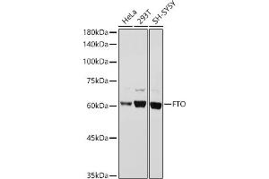 Western blot analysis of extracts of various cell lines, using FTO antibody (ABIN6131655, ABIN6140795, ABIN6140796 and ABIN6218529) at 1:1000 dilution. (FTO antibody  (AA 416-505))