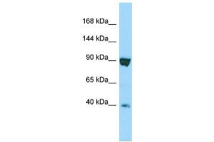 Western Blotting (WB) image for anti-Sperm Specific Antigen 2 (SSFA2) (C-Term) antibody (ABIN2790382) (SSFA2 antibody  (C-Term))