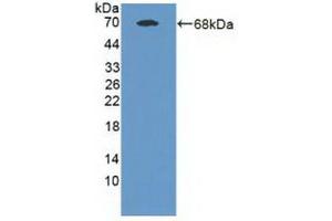 Western blot analysis of recombinant Human MAN1A1. (MAN1A1 antibody  (Glu653))