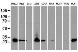 Image no. 2 for anti-Sepiapterin Reductase (SPR) antibody (ABIN1501115) (SPR antibody)