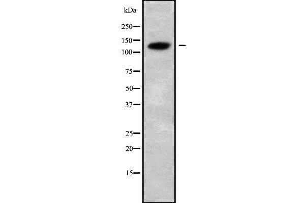 CATSPERB antibody  (C-Term)