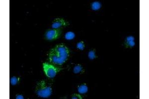 Anti-CLPP mouse monoclonal antibody (ABIN2452909) immunofluorescent staining of COS7 cells transiently transfected by pCMV6-ENTRY CLPP (RC200301). (CLPP antibody)