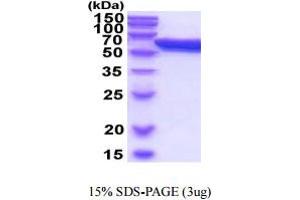 SDS-PAGE (SDS) image for Protein Disulfide Isomerase Family A, Member 3 (PDIA3) (AA 25-505) (Active) protein (His tag) (ABIN6388060)