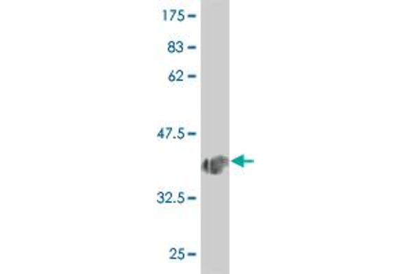 NOL4 antibody  (AA 425-524)
