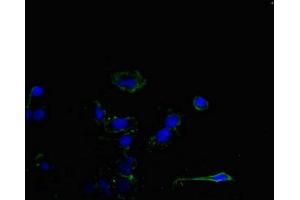 Immunofluorescent analysis of Hela cells using ABIN7158905 at dilution of 1:100 and Alexa Fluor 488-congugated AffiniPure Goat Anti-Rabbit IgG(H+L) (MPP5 antibody  (AA 5-252))