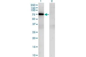 Western Blot analysis of TBX21 expression in transfected 293T cell line by TBX21 monoclonal antibody (M09), clone 1D12.