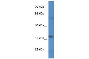 Western Blot showing BCO2 antibody used at a concentration of 1 ug/ml against HT1080 Cell Lysate
