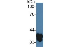 Western Blot; Sample: Mouse Spleen lysate; ;Primary Ab: 3µg/ml Rabbit Anti-Mouse TMEM173 Antibody;Second Ab: 0.