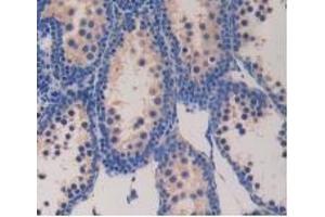 Detection of GCG in Mouse Testis Tissue using Polyclonal Antibody to Glucagon (GCG) (Glucagon antibody  (AA 21-180))