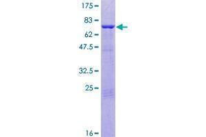 ANKS1A Protein (AA 1-460) (GST tag)
