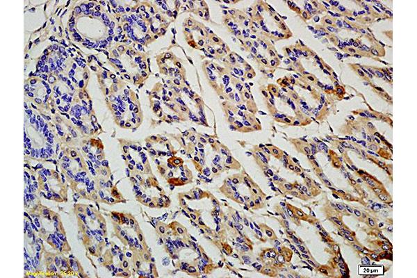 Olfactomedin 4 antibody  (AA 111-510)