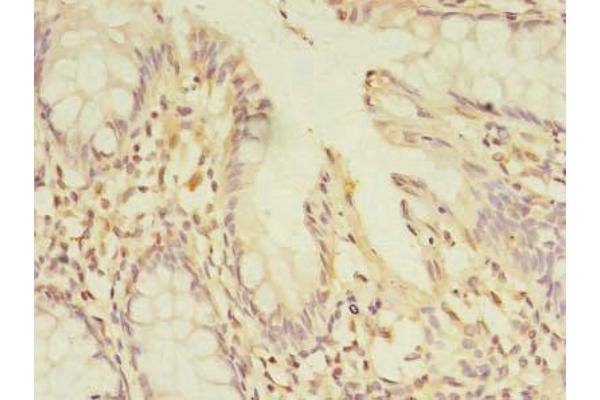 PELO antibody  (AA 1-385)