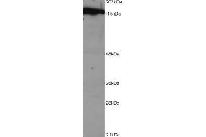 ABIN2562170 (1 µg/ml) staining of NSO lysate (1E5 cells per lane). (DDB1 antibody  (C-Term))