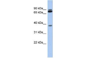 WB Suggested Anti-MGC70924 Antibody Titration: 0. (PRR19 antibody  (Middle Region))