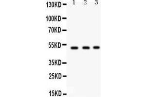 Western Blotting (WB) image for anti-Fucosyltransferase 1 (Galactoside 2-alpha-L-Fucosyltransferase, H Blood Group) (FUT1) (AA 134-164), (N-Term) antibody (ABIN3042410)