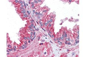 Anti-TUBA4A antibody IHC of human prostate. (TUBA4A antibody  (AA 1-449))