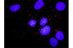 Proximity Ligation Analysis of protein-protein interactions between CCNB1 and PKMYT1. (Cyclin B1 antibody  (AA 1-433))
