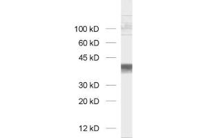 Western Blotting (WB) image for anti-Glyceraldehyde-3-Phosphate Dehydrogenase (GAPDH) antibody (ABIN1742501) (GAPDH antibody)