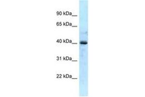 Image no. 1 for anti-Galactokinase 1 (GALK1) (AA 57-106) antibody (ABIN6747828) (GALK1 antibody  (AA 57-106))
